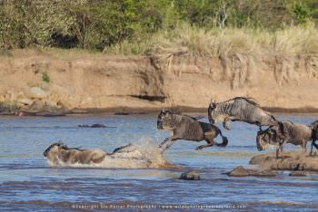Wildebeest jumping into the Mara River. Great Migration Photo Safari