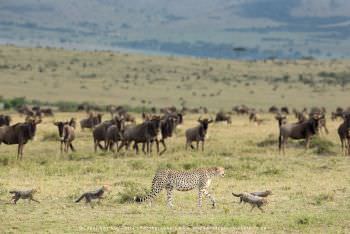 Cheetah with four small cubs. Copyright Stu Porter Photos