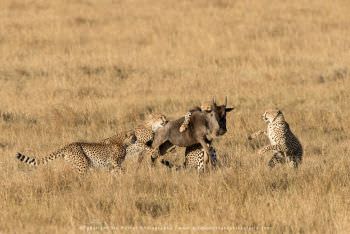 Cheetahs catching a wildebeest. Kenya migration photography tour