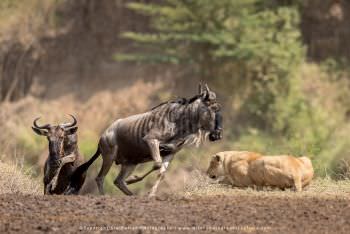 Lions waiting in ambush at river. Kenya migration photography tour