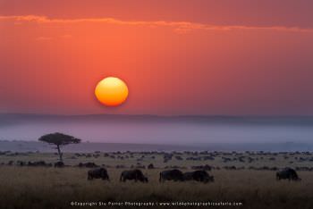 Wildebeest at sunrise. Copyright Stu Porter Photos