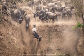 Wildebeest jumping off a cliff. Great Migration Photo Safari