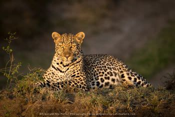 Leopard in afternoon sunlight Kenya. Copyright Stu Porter Photos