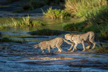 Cheetah crossing the river. Great Migration Photo Safari