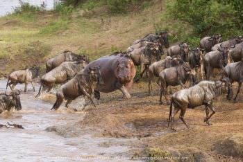 Hippo and wildebeest. Copyright Stu Porter Photos