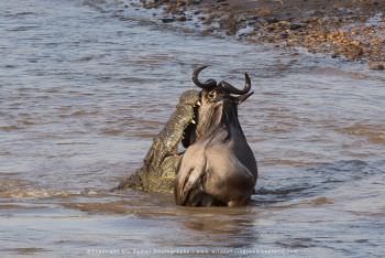 Wildebeest and crocodile. Great Migration Photo Safari