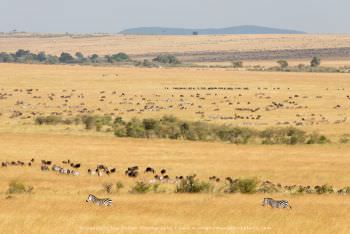 Large great migration herds in Kenya. Copyright Stu Porter Photos