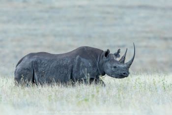 Black Rhino in Kenya WILD4