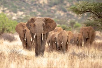 Herd of Samburu Elephants Copyright Stu Porter Photography