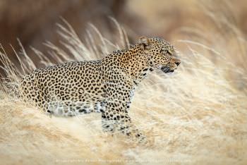 Female Leopard in long grass Kenya Samburu Photo safaris
