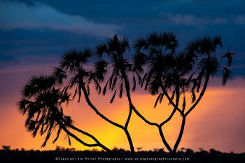 Doum Palms at sunrise Samburu Photo safaris