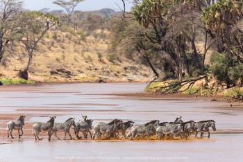 Herd of Grevy's Zebra crossing river Samburu Photo safaris
