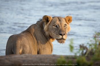 Male short maned Lion Samburu Copyright Stu Porter Photography