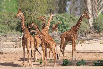 Reticulated Giraffe near river Kenya Photographic Tour