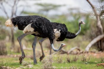 Somali Ostrich Copyright Stu Porter Photography