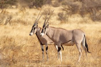 Beisa Oryx antelope Samburu Photo safaris