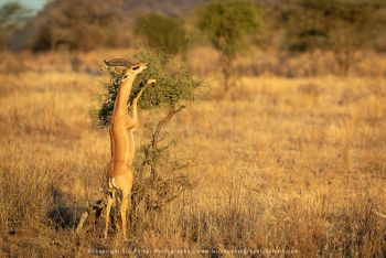 Gerenuk antelope Kenya Copyright Stu Porter Photography