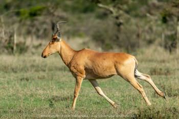 Jackson's Hartebeest in Kenya Copyright Stu Porter Photography