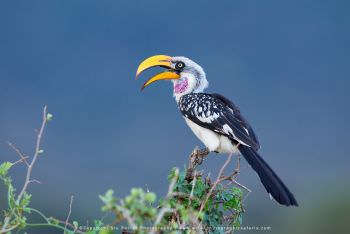 Northern Yellow Billed Hornbill Copyright Stu Porter Photography