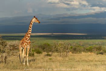 Reticulated Giraffe Ol Pajeta Copyright Stu Porter Photography