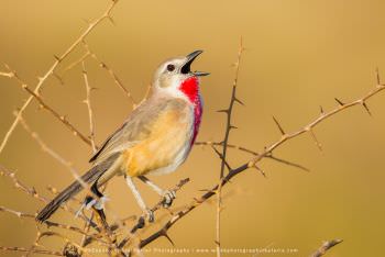 Rosy Patched Bush Shrike Bird Samburu Photo safaris