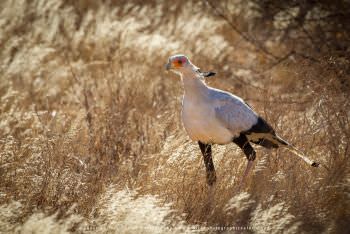 Secretary Bird Samburu Photo safaris