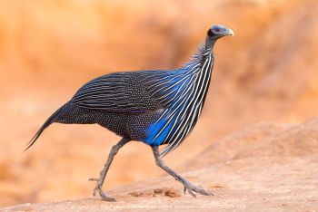 Vulturine Guineafowl in Samburu Kenya