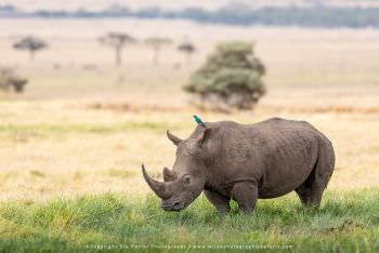 White Rhino in Ol Pajeta Kenya