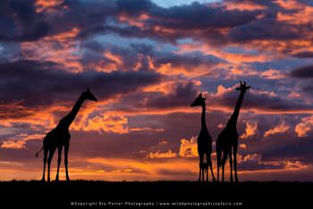 Giraffe at sunset. Copyright Stu Porter Photography