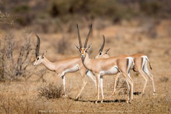 Grant's Gazelle. Samburu photo safari Kenya