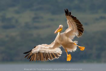 Great White Pelican. Lake Nakuru Kenya