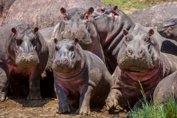 Pod of Hippos. Copyright Stu Porter Photography
