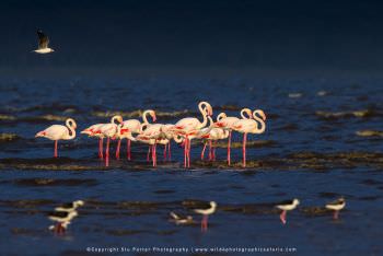 Flamingos. Lake Nakuru Kenya