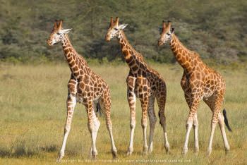Rothschild Giraffe. Lake Nakuru Kenya