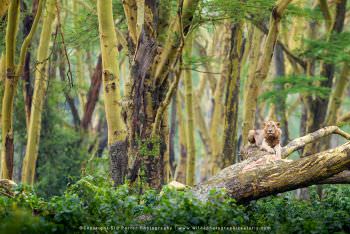 Lion in fever tree forest. Lake Nakuru Kenya