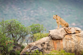 Lioness on rock. Samburu photo safari Kenya