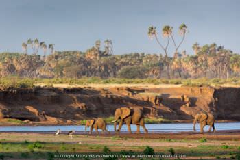 Elephants in the river. Samburu photo safari Kenya