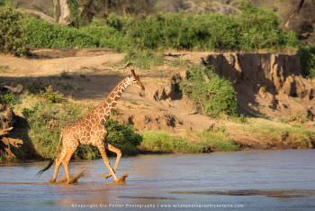 Giraffe running. Copyright Stu Porter Photography