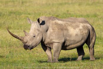 White Rhino. Copyright Stu Porter Photography
