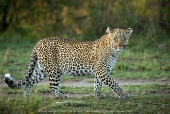 Leopard female. Copyright Stu Porter Photography