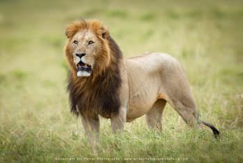 Big Male Lion. Copyright Stu Porter Photography