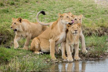Lion pride. Maasai Mara Photography by Stu Porter