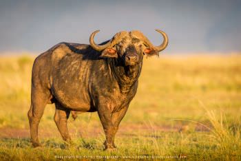 African or Cape Buffalo. Maasai Mara Photography by Stu Porter