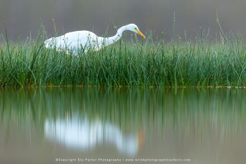 Cattle Egret. Lake Nakuru Kenya
