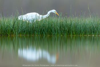 Cattle Egret. Lake Nakuru Kenya