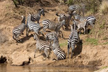 Zebras at river. Maasai Mara Photography by Stu Porter