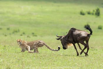 Wildebeest chasing a Cheetah. Maasai Mara Photography by Stu Porter