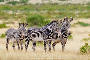 Grevy's Zebra. Samburu photo safari Kenya