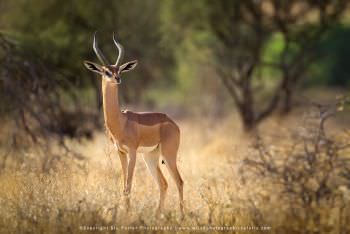 Gerenuk antelope male. Copyright Stu Porter Photography