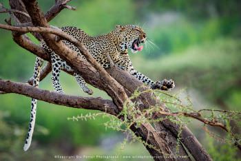 Photo of a Leopard in tree, Samburu, Kenya